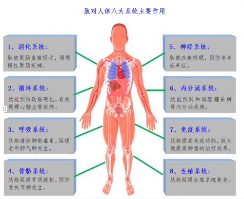 专家大咖谈促细胞生长肽对老年病及亚健康人群的神奇疗效