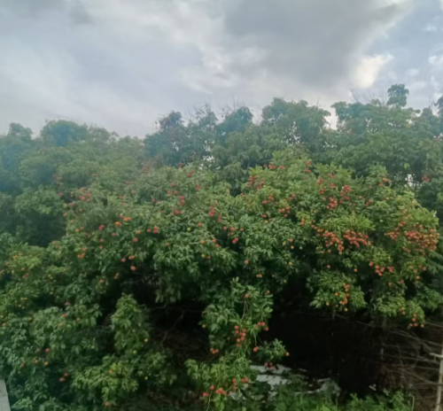 ‌千年荔味.夏日情韵 从化太平镇的荔枝诗篇‌