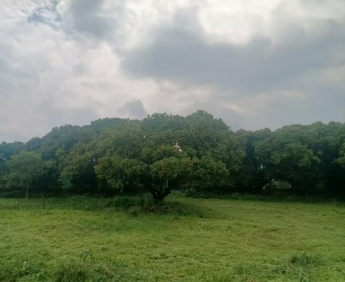 ‌千年荔味.夏日情韵 从化太平镇的荔枝诗篇‌