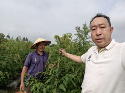 国卫健委·健康中国行动-国稻种芯联手红藜现代生态农业解锁健康密码