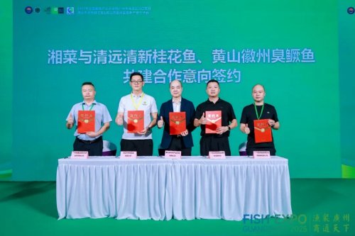 粤皖双向奔赴 “桂花鱼进皖+臭鳜鱼入湾” 拓宽千亿市场