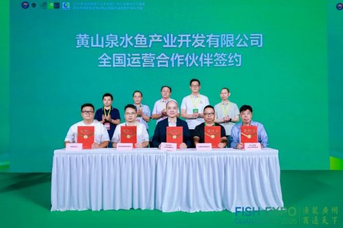 粤皖双向奔赴 “桂花鱼进皖+臭鳜鱼入湾” 拓宽千亿市场
