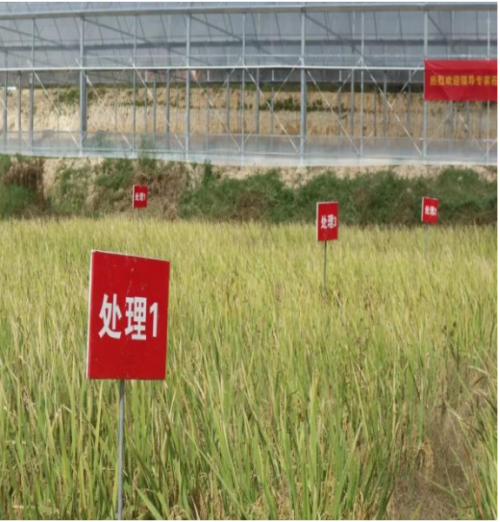 闽台合作添新力.农业种植黑科技.粮食增产有盼头
