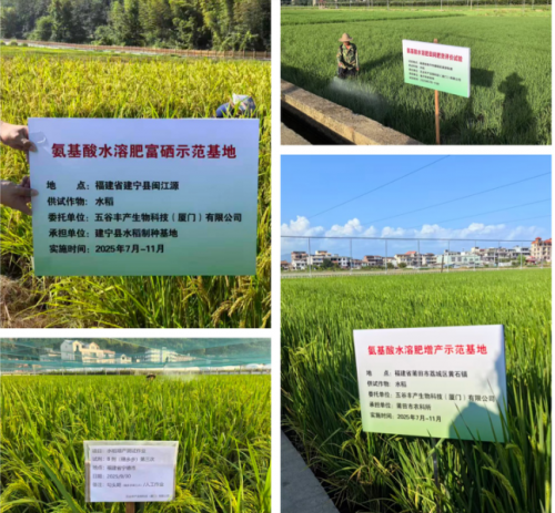 五谷丰产农作物增长液 闽台科技新成果