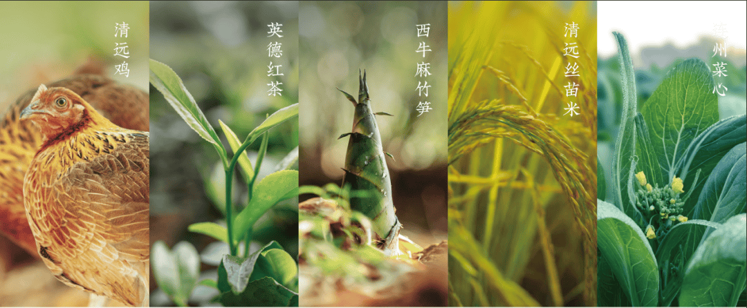 来清远需要几个理由？一个就够了！