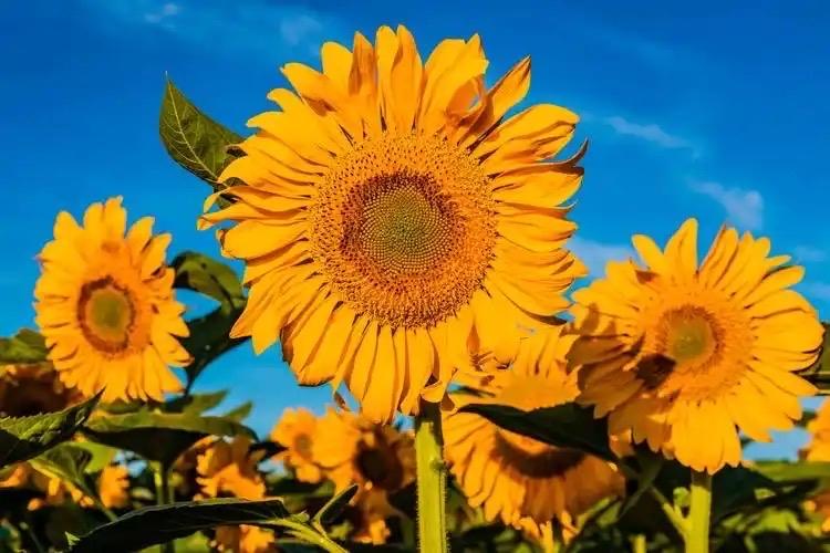 武子的诗——圆梦园的葵花