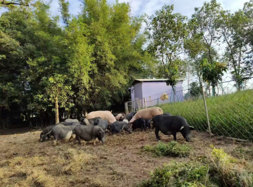 访广东台山冠联农业公司总经理邝冠荣 :树上的燕窝 一个农民的十年生态长征