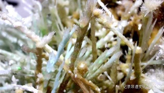 大地之花：一位农民与亿万年的蓝色奇缘