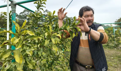 访广东台山冠联农业公司总经理邝冠荣 :树上的燕窝 一个农民的十年生态长征