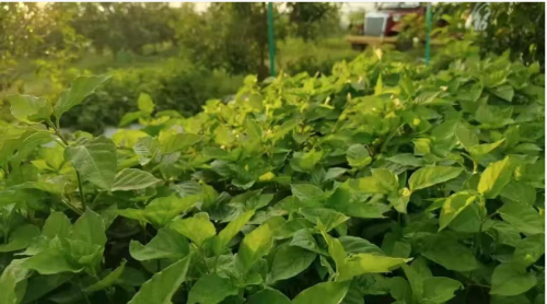 访广东台山冠联农业公司总经理邝冠荣 :树上的燕窝 一个农民的十年生态长征