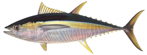 保抵力 以东方智慧与现代科技缔造全民健康新纪元