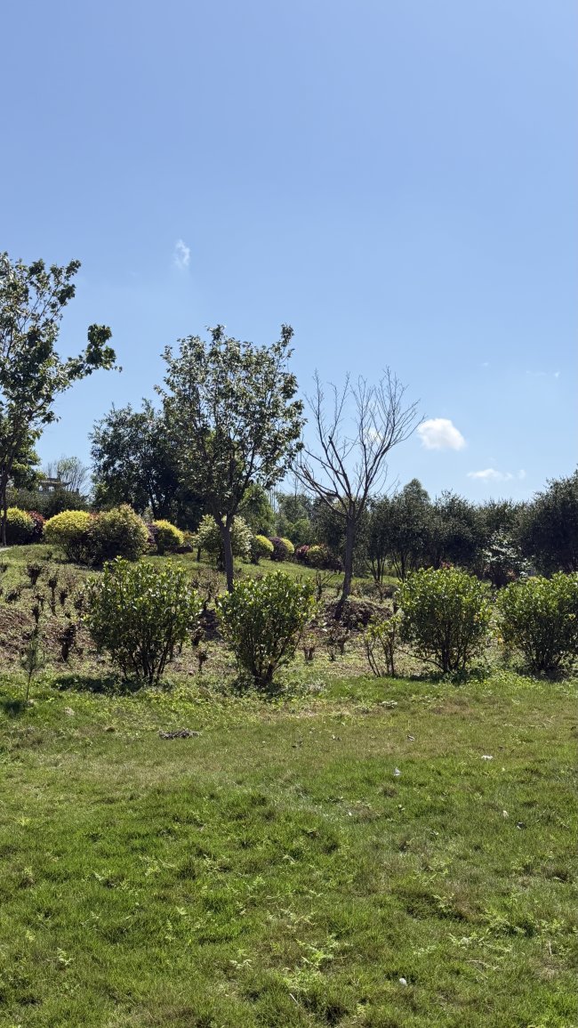 谢杭峰与曼瑜天雅湿地公园：农村儿子的赤子心，让故乡有了温度与光亮