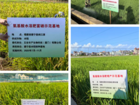 五谷丰产农作物增长液 闽台科技新成果