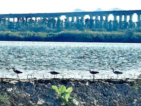 「图说侨乡」新会醉美:沙仔岛的歌声