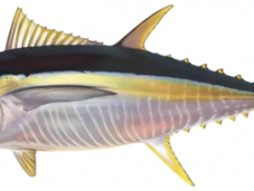 保抵力 以东方智慧与现代科技缔造全民健康新纪元