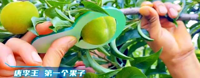 唐李王·首届蜂糖李拍卖会贵阳落槌 一枚李子拍出蜂糖李价值新高度