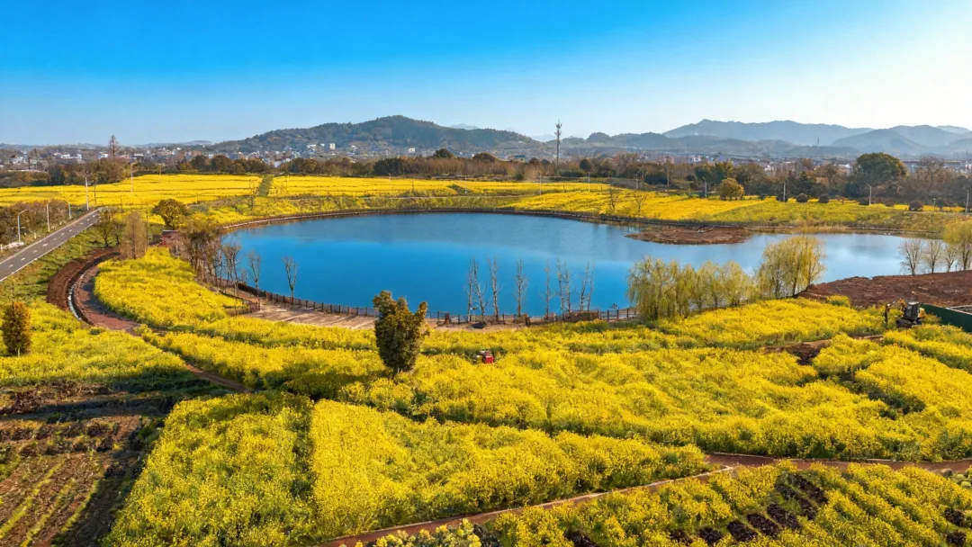 仙草落衢州 本草启新程 仙草传世落子衢州 全产业链布局助推灵芝产业高质量发展
