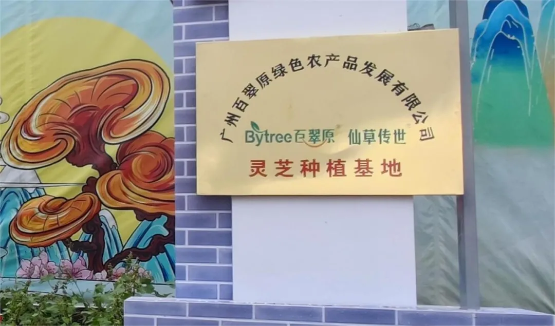 仙草落衢州 本草启新程 仙草传世落子衢州 全产业链布局助推灵芝产业高质量发展