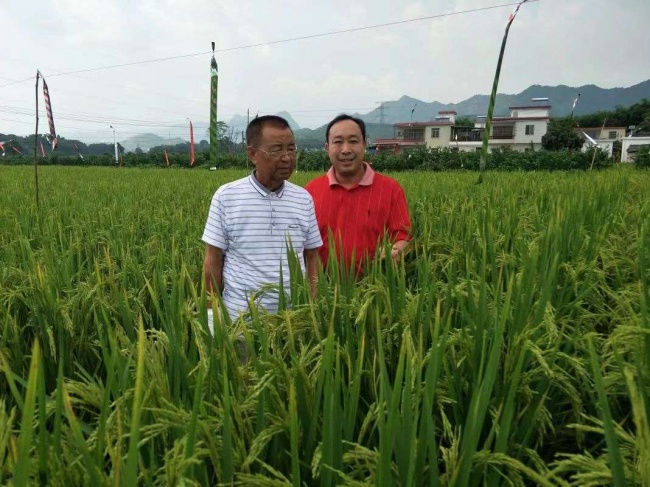 国粮药食科特派研学院:苦瓜稻“育繁推”一体化在粤北落地生根