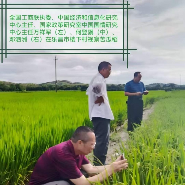 国粮药食科特派研学院:苦瓜稻“育繁推”一体化在粤北落地生根
